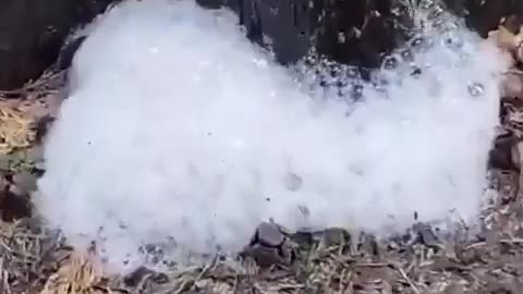 The rain in this Croatian village is causing foam to form underneath the trees because the sky has