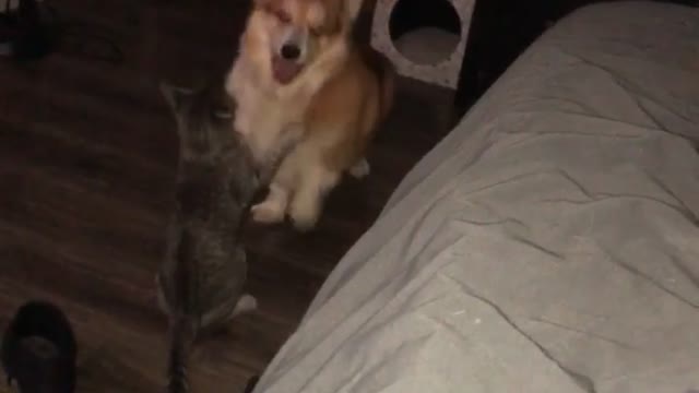 Corgi and Cat Playfully Tussle