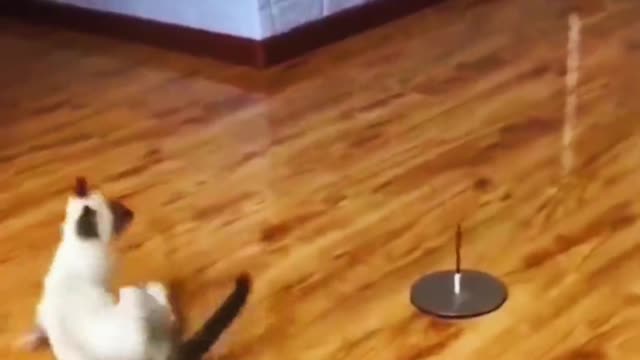 pet cat