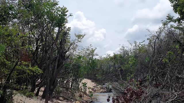 beautiful images of the amazon nature