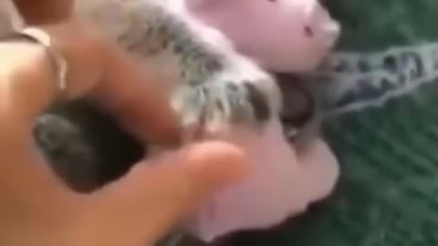 Oh lovely cat loves her doll super cute pets video