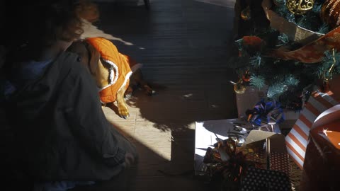 Little girl playing with her dog on Christmas morning