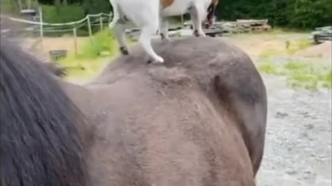 Helpful pup loves to scratch horse's back