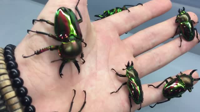 Rainbow Stag Beetle