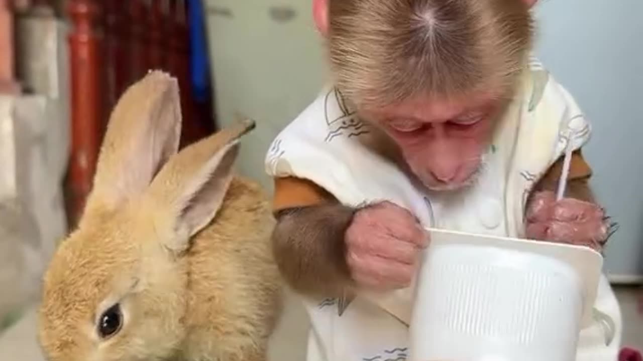 A Monkey and a Bunny Eating Together - Pure Joy!