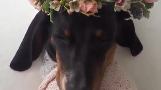 Black dog with flower crown wrapped