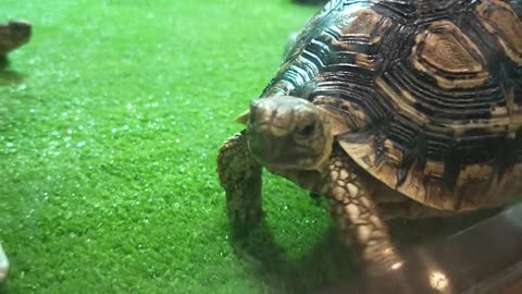 Giant Tortoise Walks Up to Camera