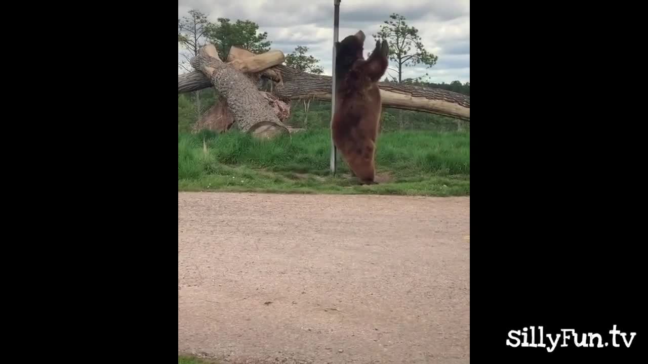 Funny bear pole dancing caught on camera 🐻| sillyFun.tv