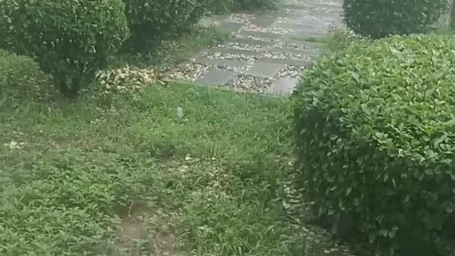 Morning after rain