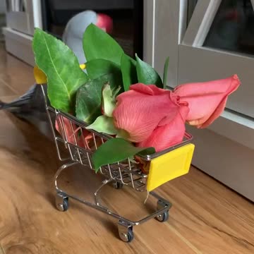 Parrot argues with his human, as he just wanted flowers from the grocery store