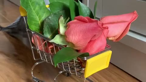 Parrot argues with his human, as he just wanted flowers from the grocery store