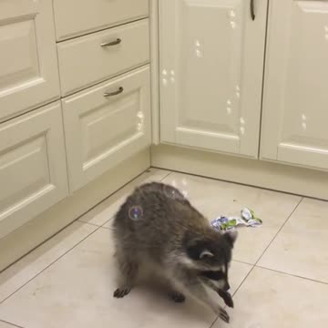 funny raccoon wants to blow some bubbles