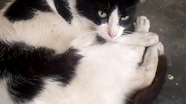 Beautiful cat animal with me I'm very interested
