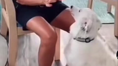 Joe Biden Is A 💩 Hooman