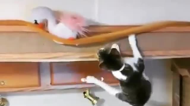 Funny and Cute Cats Videos #80 │ Gadis Sekarwangi