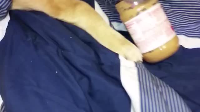 Golden retriever eats peanut butter from jar