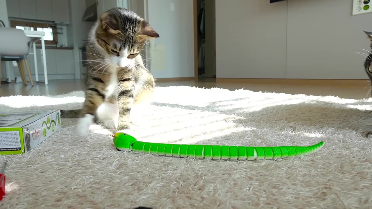 The funny reaction of cats who saw a toy snake!