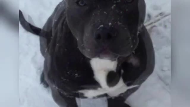 black pitbull dog attitude WhatsApp status 🔥🔥 #Short video