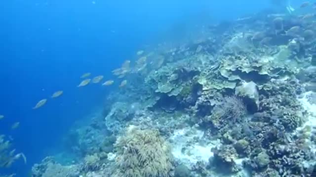 The mysterious underwater world, the appearance of fish