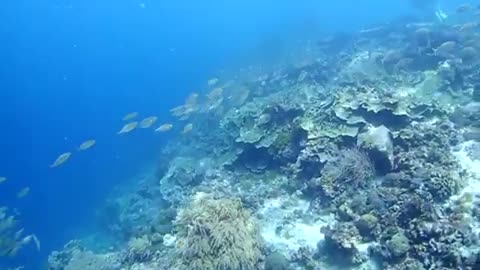 The mysterious underwater world, the appearance of fish