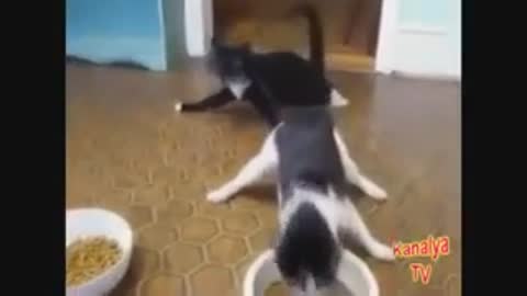 Gatos borrachos xD drunk animals