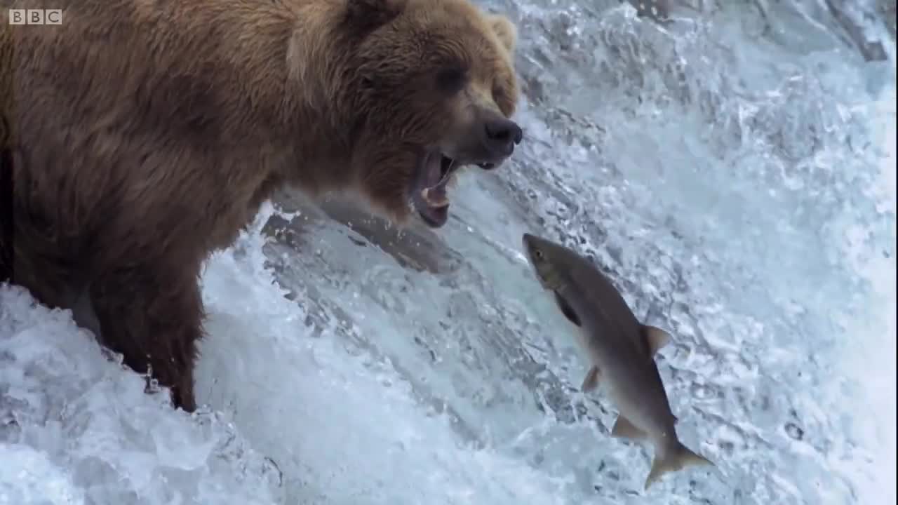 The Wolves Of Yellowstone