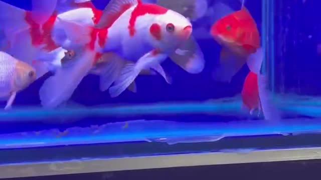 The white tail goldfish is very beautiful