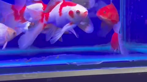 The white tail goldfish is very beautiful