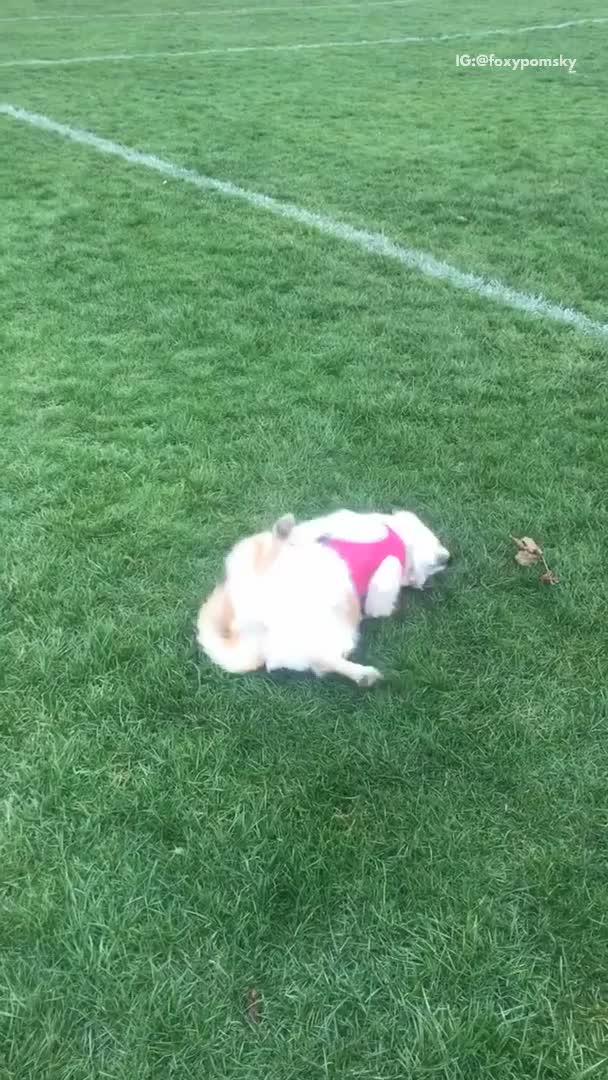 Light brown fluffy dog rolls around in grass field
