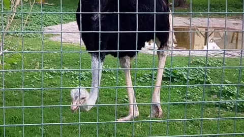 Real ostrich from Africa