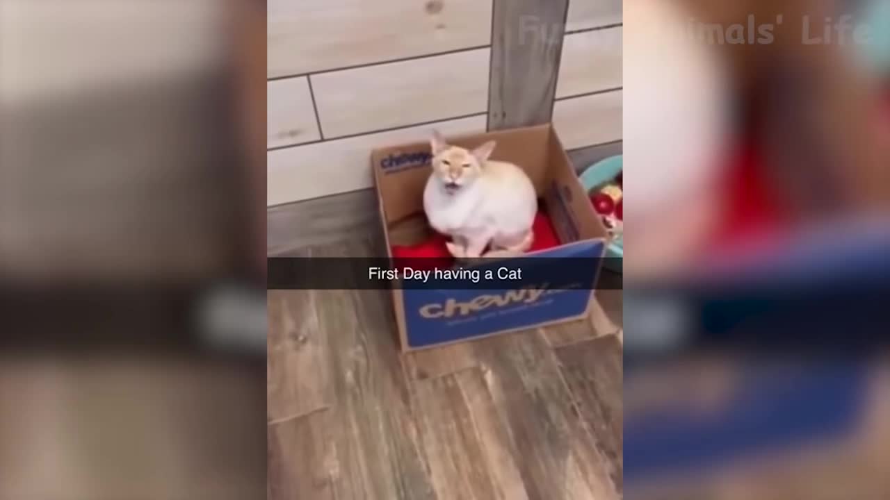 Funny Cat Videos