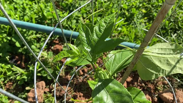 Passionfruit growing update