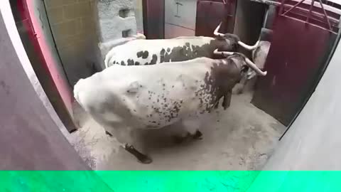 Crazy Bull get Angry at Their Owner