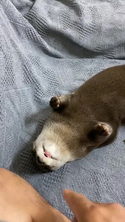 Otter learn tricks without treats