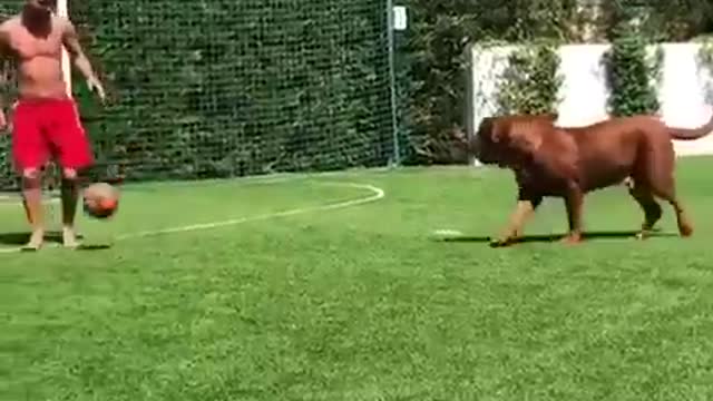 leo messi playing with his dog