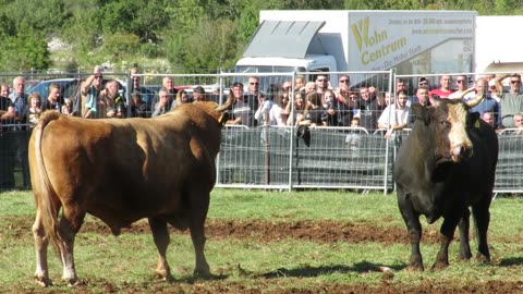 Ringišpil od Radanovića vs Milonja od Tri Vlaja