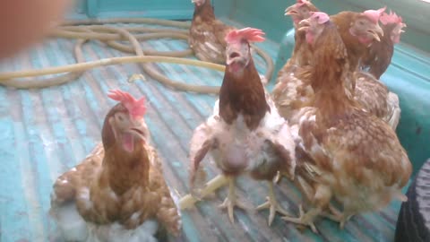 chicken suffer from heat stress