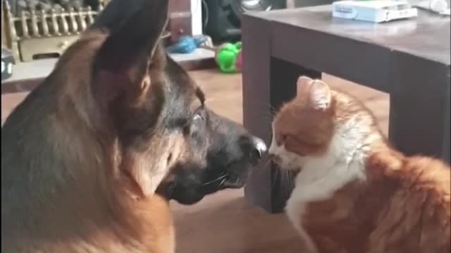 Watch this dog and cat go crazy!