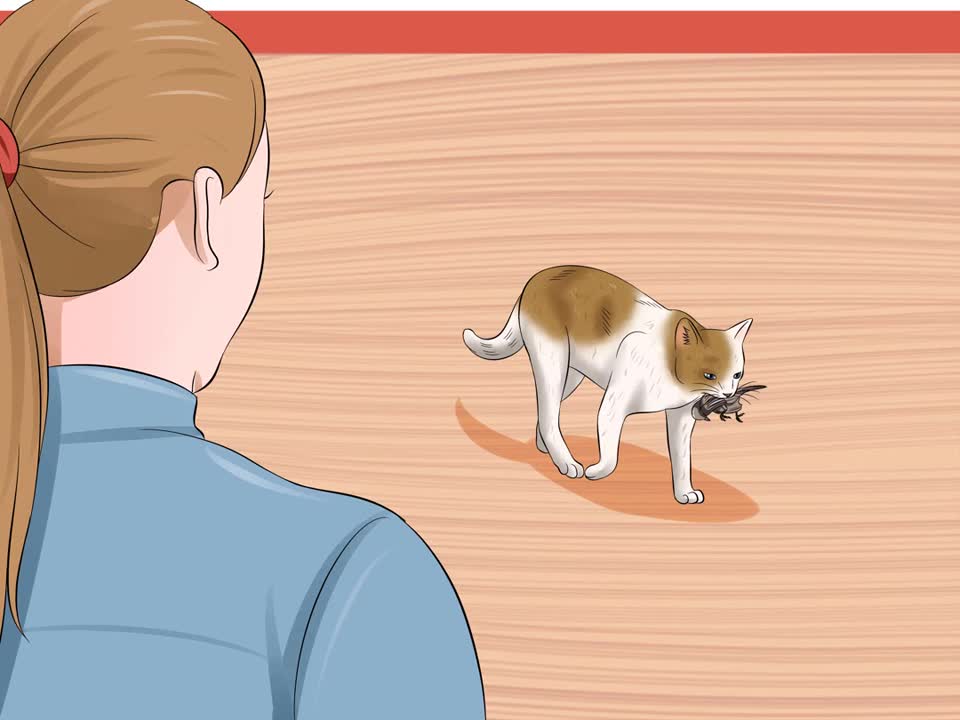 HACK STOPS CAT FROM KILLING ANIMALS, IT WORKS!!!@