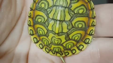 LUCY TURTLE 🐢 MAKE YOUR WISH IN REALITY 🙂🐕