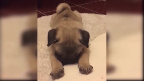 cute and funny baby dogs puppies25