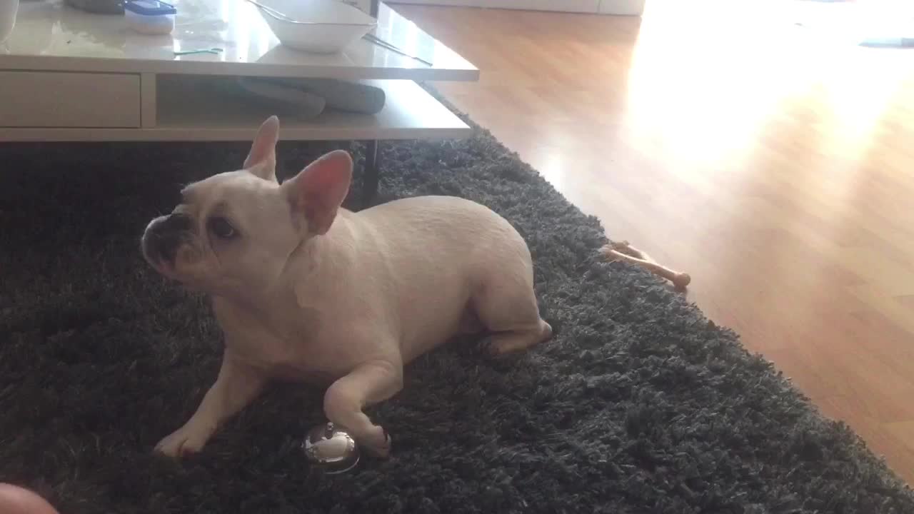 French Bulldog learns to ring bell for treats