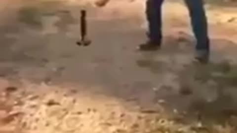 Try not to laugh🤣 Funny animals😹‖ #shorts #funnyvideos