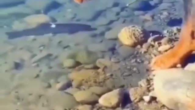 Rottweiler dog attacking fish aggressive mood