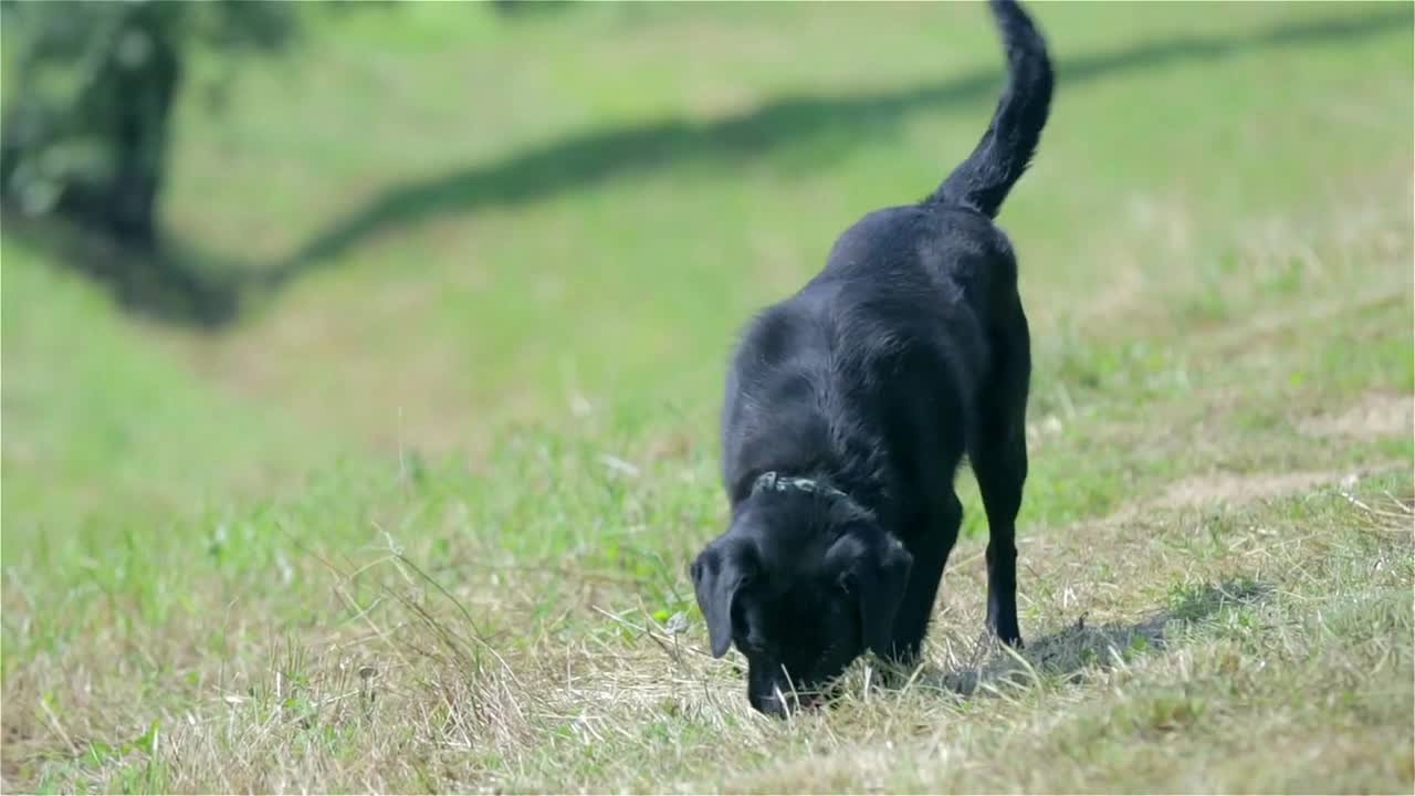 Black retriever dog smelling something in grass