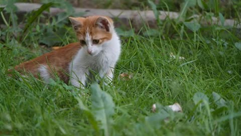 Ceutted Cat very Beautiful Hong Kong Vally