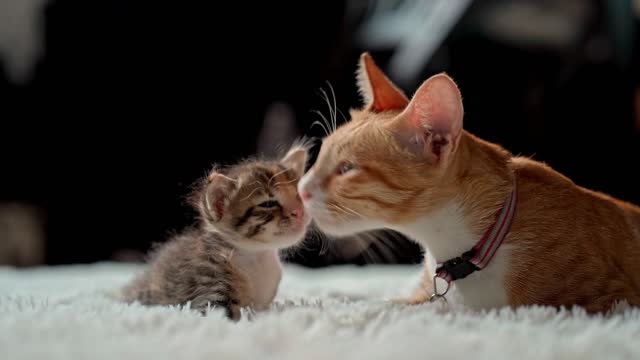 Cat mother and kitten love