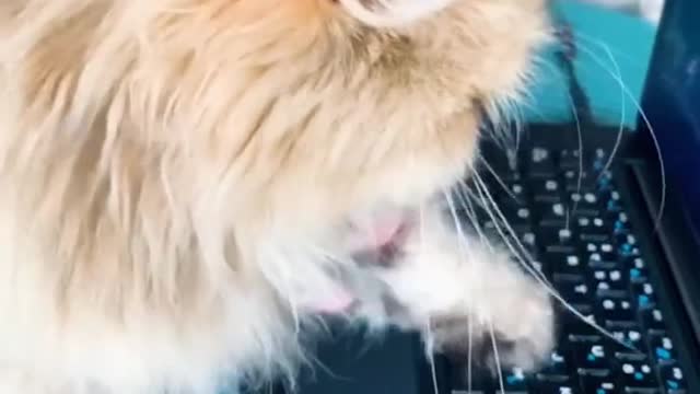 Cat using a brand new laptop funny video