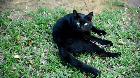 Kitten Playtime – Watch This Adorable Furry Friend Go Wild!