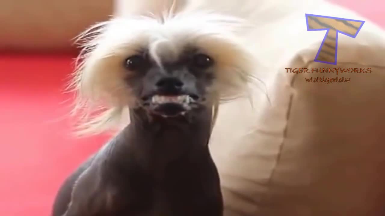 Funny Dogs and Cats Making Faces